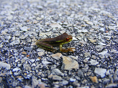 green and black frog thumbnail