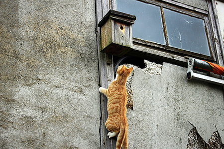orange cat climbing birdhouse near closed window thumbnail