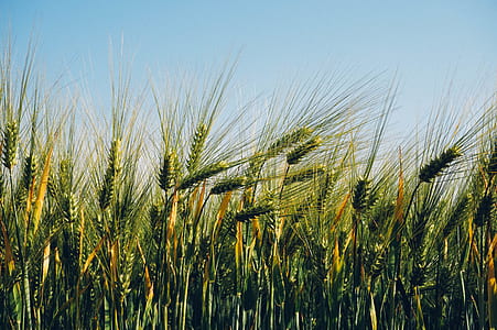 field, agriculture, wheat, barley thumbnail