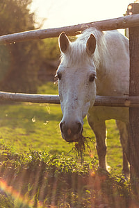 white horse in brown wooden fence eating grass thumbnail