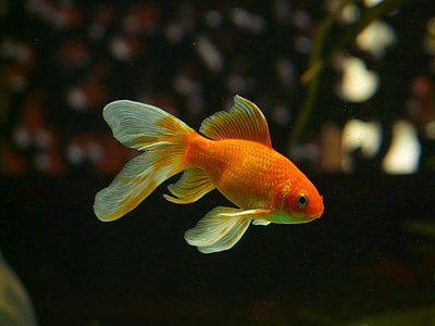 gold and white fish thumbnail