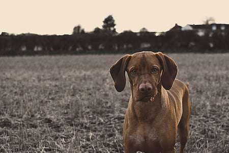 adult brown Vizsla outdoor thumbnail