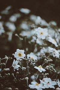 selective photograph of white petaled flower thumbnail