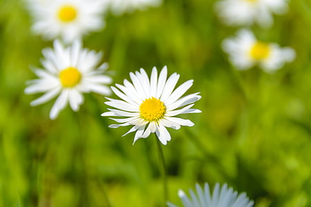 shallow focus photography of white common daisy flower thumbnail
