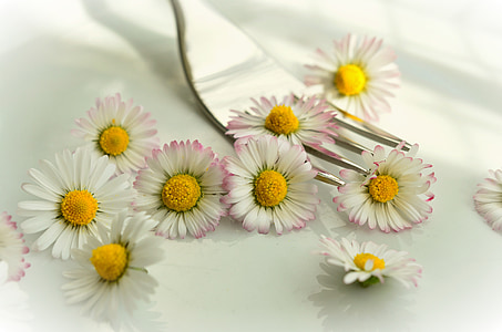 close-up photo of white ox-eyed daisy flowers thumbnail