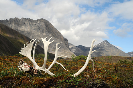 Antlers in the landscape in Gates of Arctic National Park, Alaska thumbnail