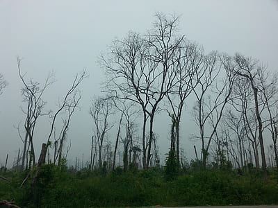 landscape, sky, trunks, trees thumbnail