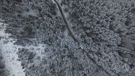 aerial photography of tall trees thumbnail
