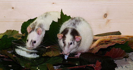 two opossum eating together thumbnail