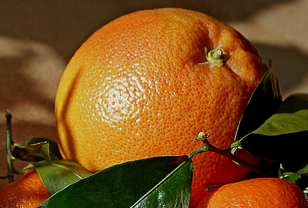 closeup photo of orange fruit thumbnail