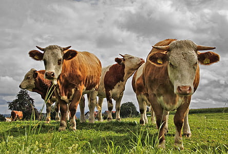 brown cows on grass field during daytime thumbnail