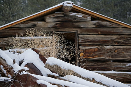Brown Log Covering With Snow thumbnail