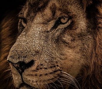 lion close-up photo thumbnail