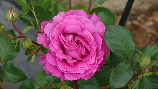 selective focus photo of pink rose flower thumbnail