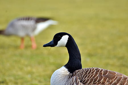female mallard duck thumbnail