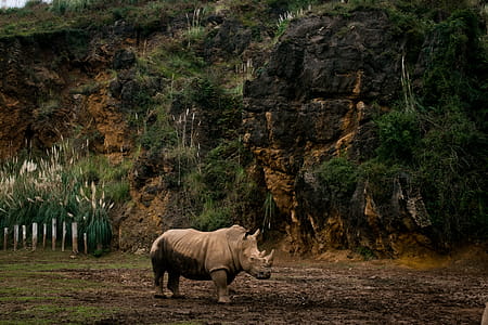 Great Rhino thumbnail