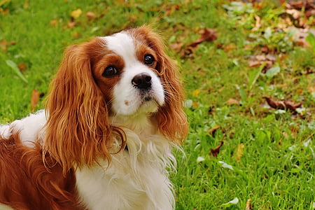 adult King Charles Spaniel walking on a green grass thumbnail