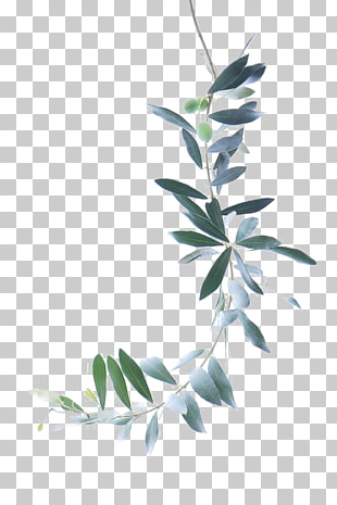 Watercolor painting Olive branch, Green Leaves, green vine plant PNG clipart
