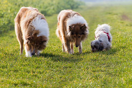 two rough collies and shih tzu on grassfield thumbnail