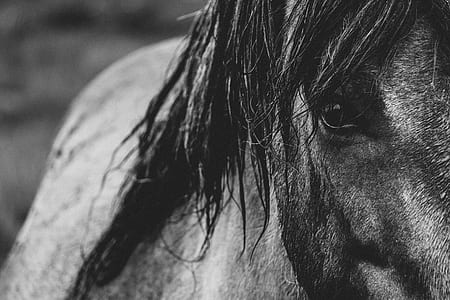 grayscale photography of horse thumbnail
