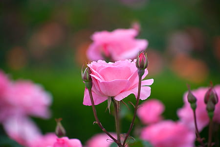 selective focus of pink rose thumbnail