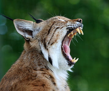selective focus photography of cougar yawning thumbnail
