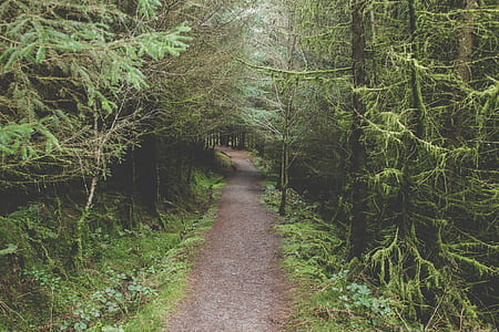 pathway surrounded by forest thumbnail