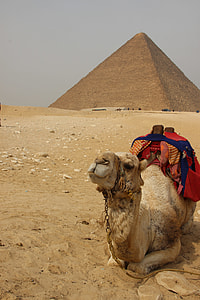 brown camel lying on the sand thumbnail