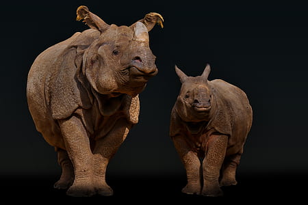 two brown rhino thumbnail