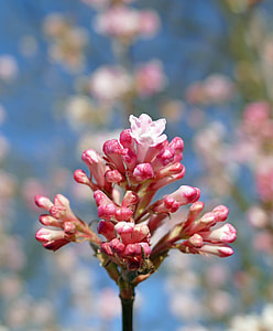 Fragrant Winter Snowball, Caprifoliaceae thumbnail