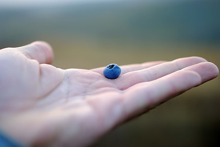 shallow photography of blue fruit on top of person's palm thumbnail