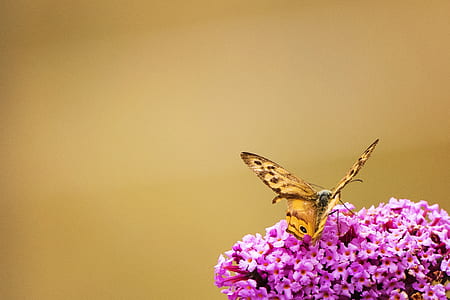nature, flowers, animal, petals thumbnail