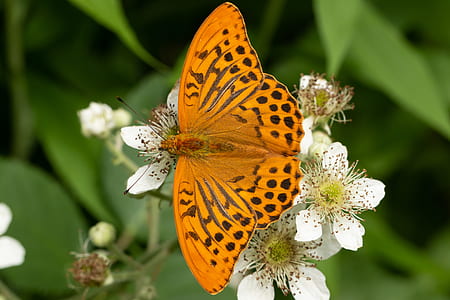gulf fritillary butterfly perching on white flowers selective focus photography thumbnail