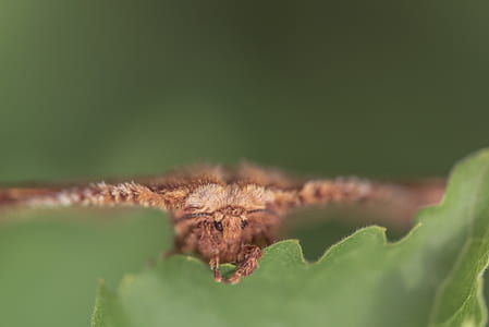 moth, butterfly, insect, bug thumbnail