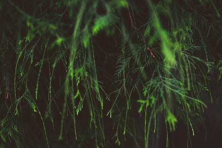 green leafed plants thumbnail