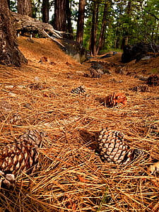 Photography of Pine Cones on Ground thumbnail