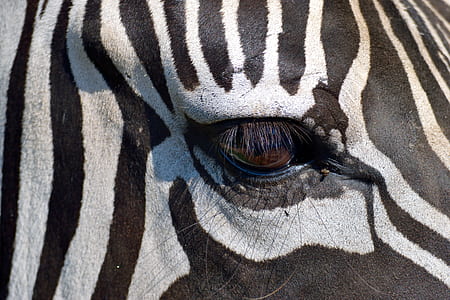 closeup photo of zebra eye thumbnail