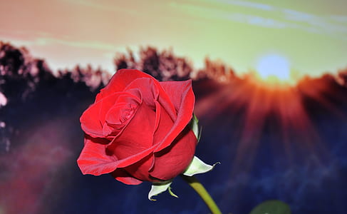 red rose flower thumbnail