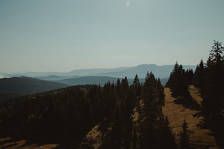 green pine tree during daytime thumbnail