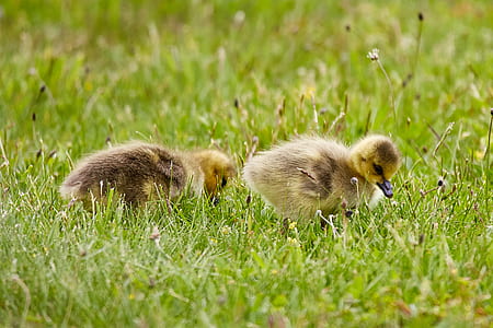 pair of ducklings on grass thumbnail