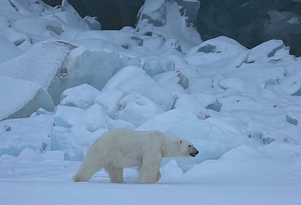photo of polar bear thumbnail