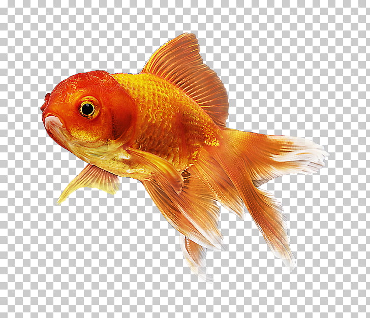 Goldfish Petsmart Hamster Feeder Fish Goldfish Png Clipart Free