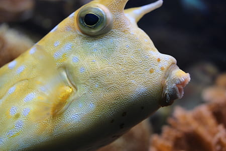 yellow and white longhorn cow fish selective focus photography thumbnail