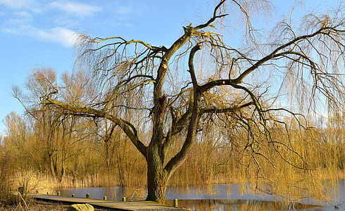 tree near body of water thumbnail