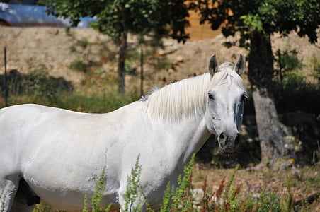 white horse near green leaf tree thumbnail