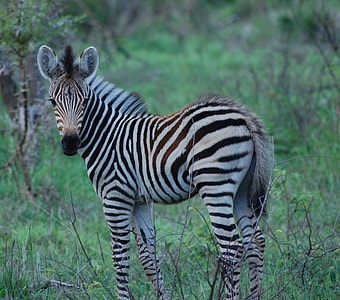 white and black zebra thumbnail