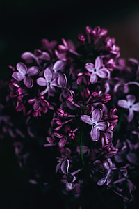 purple lilac flowers thumbnail