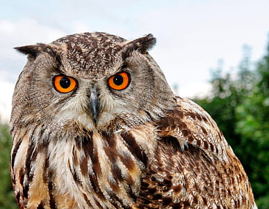 brown and white owl thumbnail
