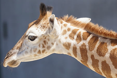 photo of beige and brown giraffe thumbnail