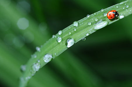 ladybug on green leaf with water dew thumbnail